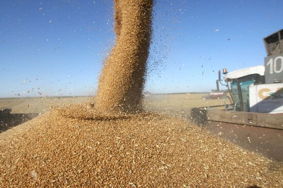 Harvesting wheat in Novosibirsk Region