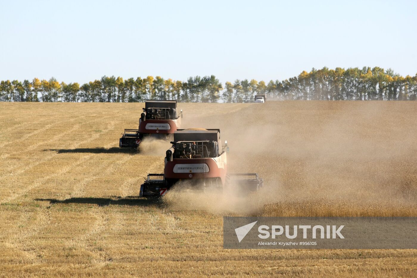 Harvesting wheat in Novosibirsk Region