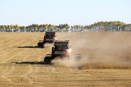 Harvesting wheat in Novosibirsk Region