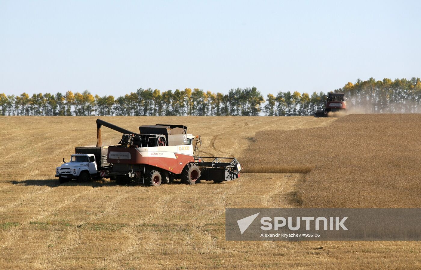 Harvesting wheat in Novosibirsk Region