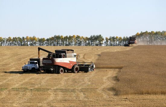 Harvesting wheat in Novosibirsk Region