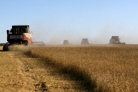 Harvesting wheat in Novosibirsk Region