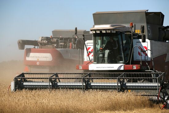 Harvesting wheat in Novosibirsk Region