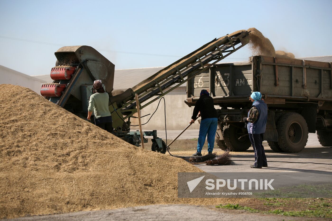 Harvesting wheat in Novosibirsk Region