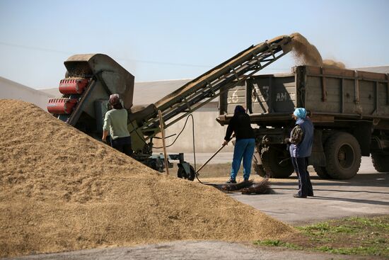 Harvesting wheat in Novosibirsk Region