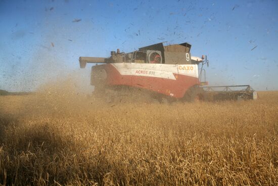 Harvesting wheat in Novosibirsk Region