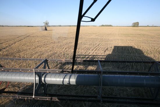 Harvesting wheat in Novosibirsk Region
