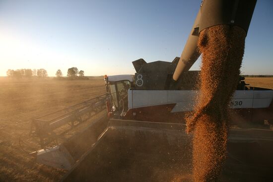 Harvesting wheat in Novosibirsk Region