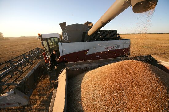 Harvesting in Novosibirsk Region