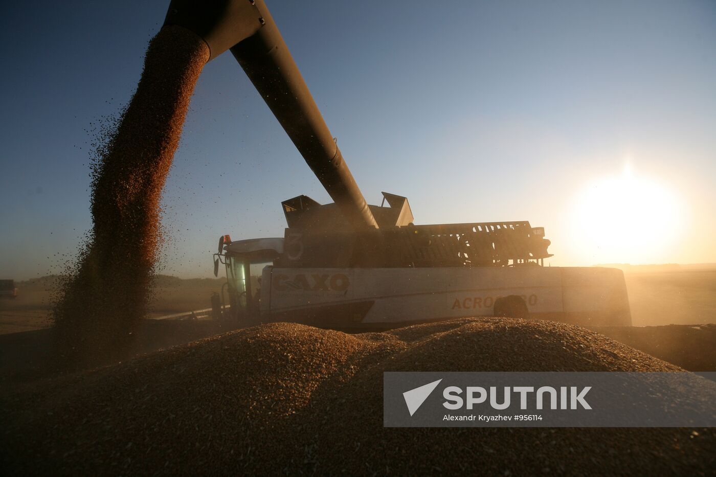 Harvesting wheat in Novosibirsk Region
