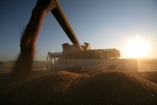Harvesting wheat in Novosibirsk Region
