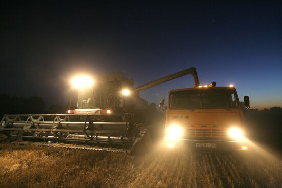Harvesting wheat in Novosibirsk Region