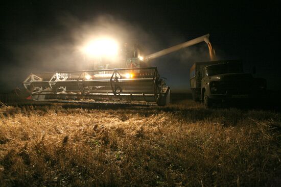 Harvesting wheat in Novosibirsk Region