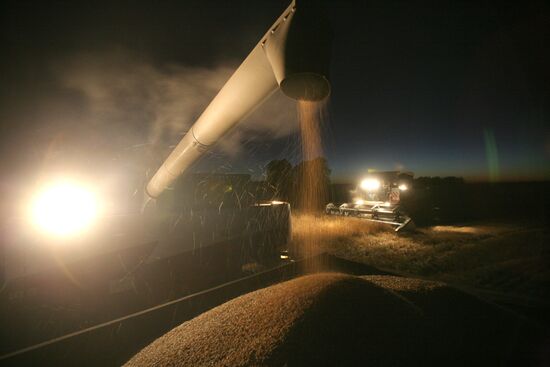 Harvesting wheat in Novosibirsk Region