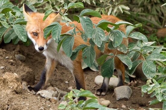 Regions of Russia: Kuril Islands, Iturup Island