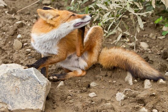 Regions of Russia: Kuril Islands, Iturup Island