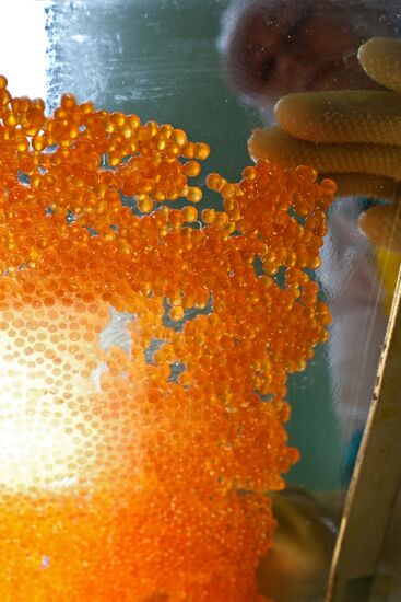 Regions of Russia. Kuril Islands. Iturup island