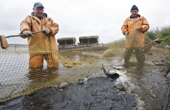 Trapping fish at the Volma fishery