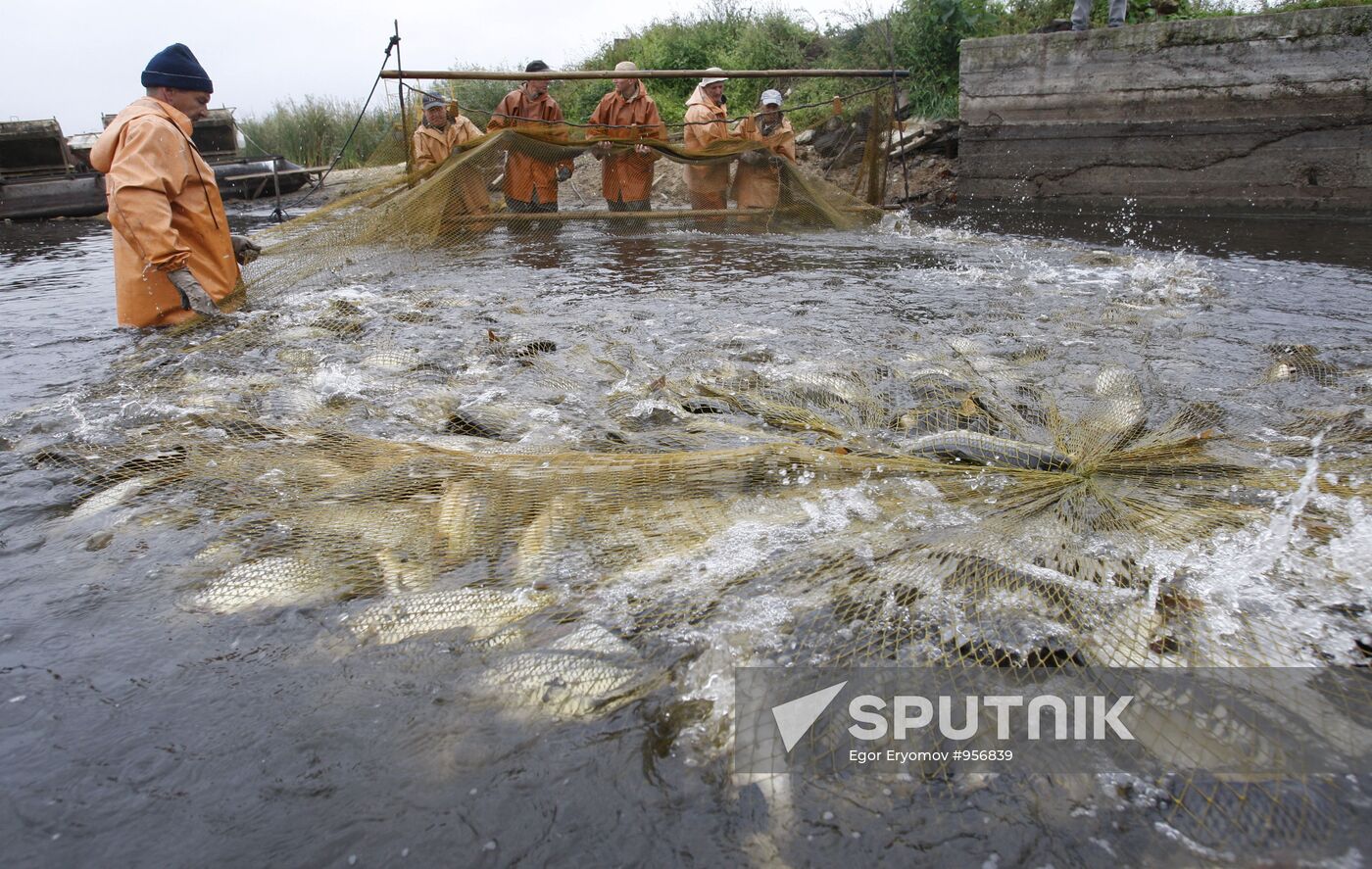 Trapping fish at the Volma fishery