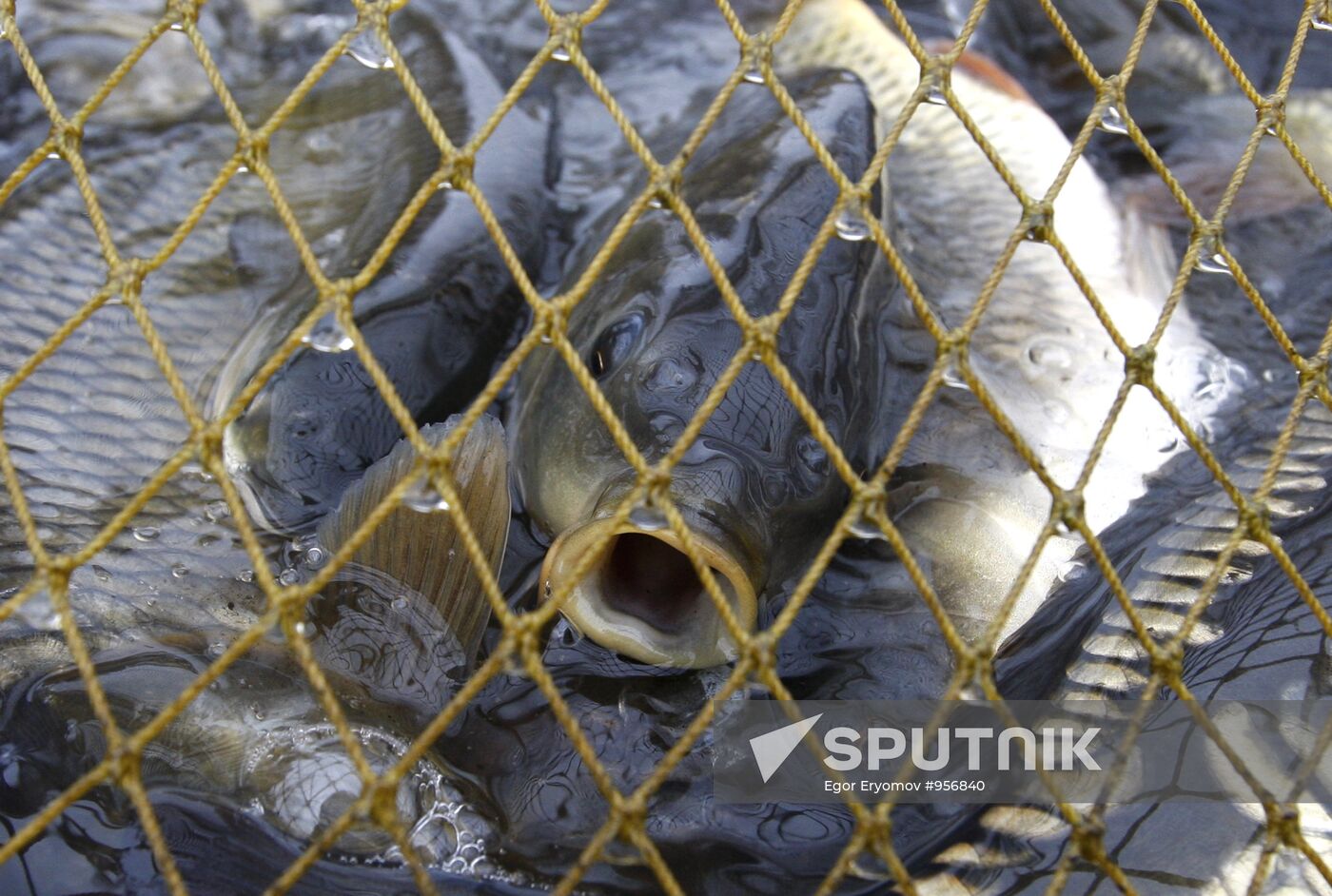 Trapping fish at the Volma fishery
