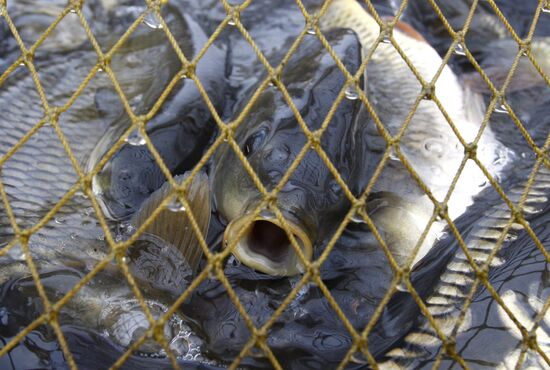 Trapping fish at the Volma fishery