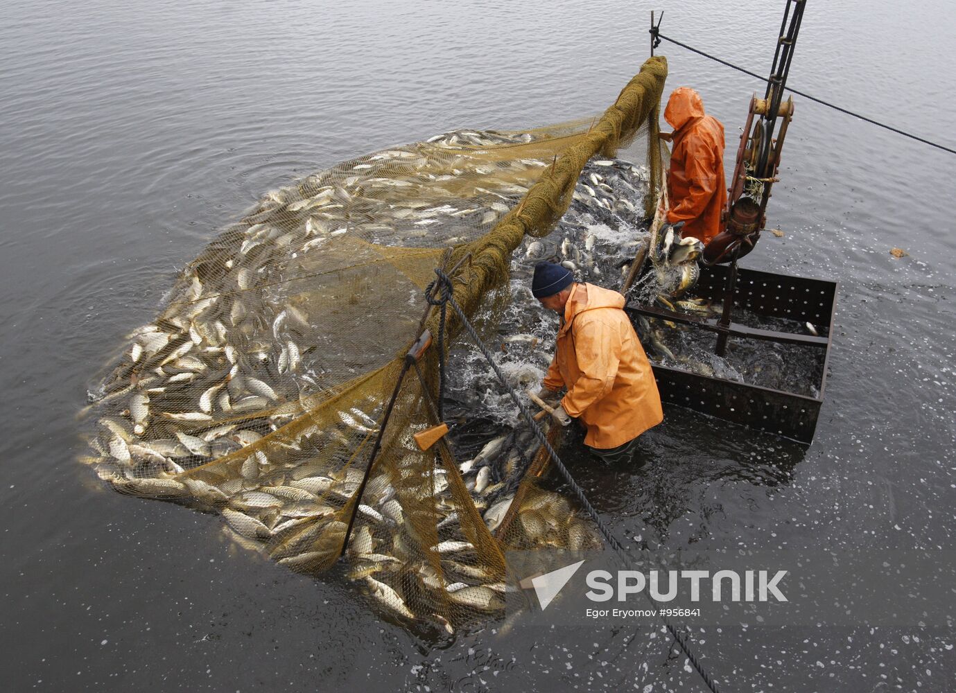 Trapping fish at the Volma fishery