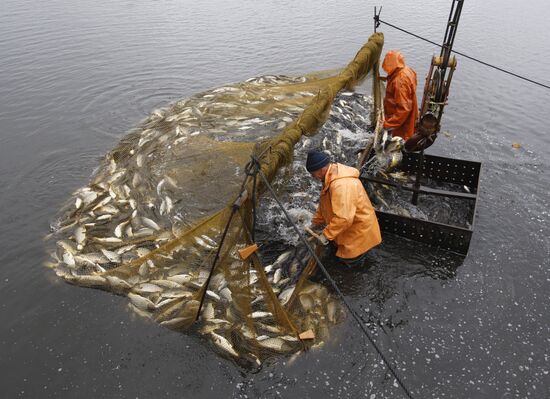 Trapping fish at the Volma fishery
