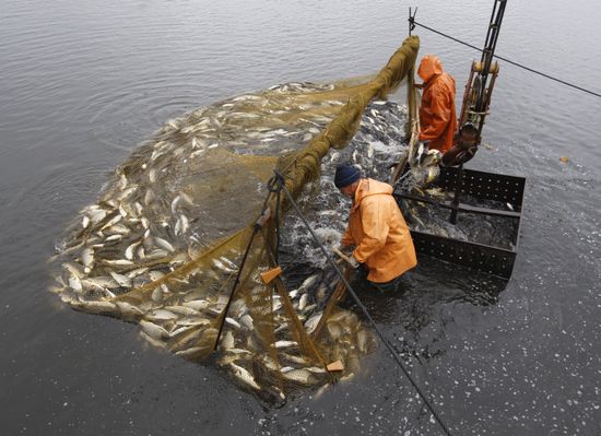 Trapping fish at the Volma fishery