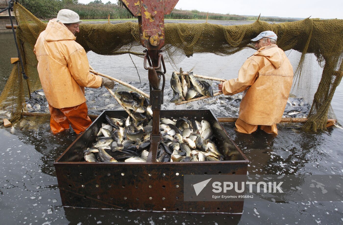 Trapping fish at Volma fishery