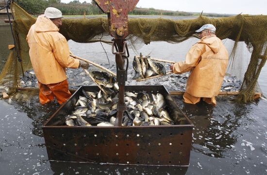 Trapping fish at Volma fishery