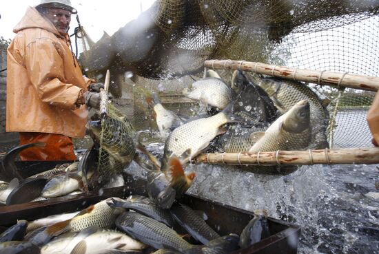Trapping fish at Volma fishery