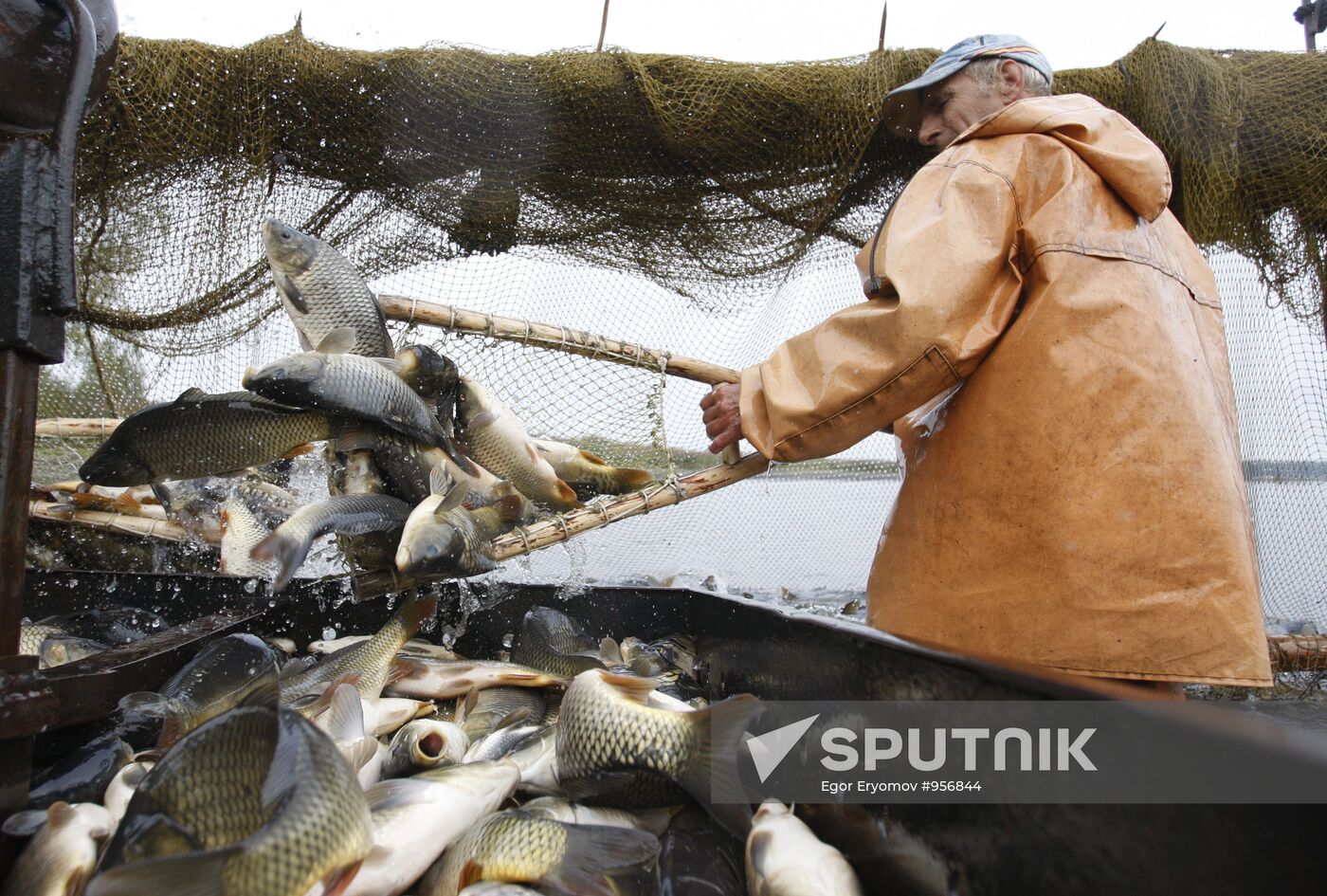 Trapping fish at Volma fishery
