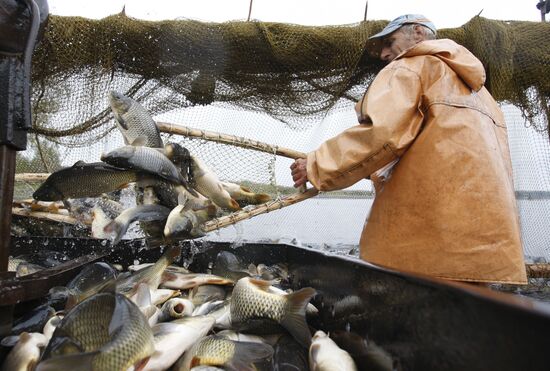 Trapping fish at Volma fishery