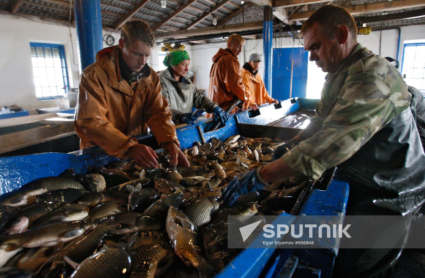 Trapping fish in "Volma" fishery