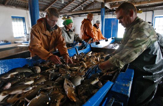 Trapping fish in "Volma" fishery