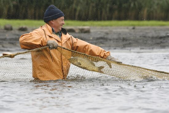 Trapping fish at the Volma fishery