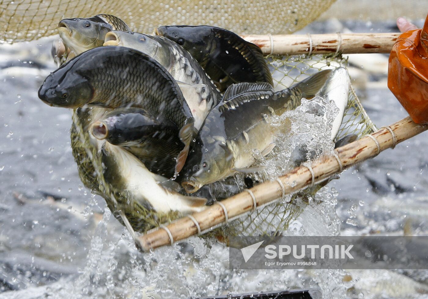 Trapping fish in "Volma" fishery
