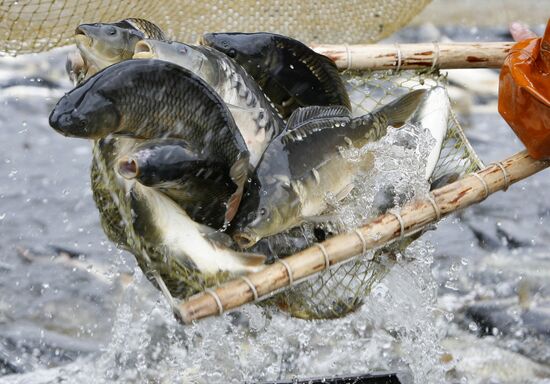 Trapping fish in "Volma" fishery