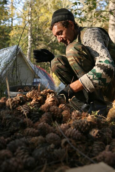 Collecting pine nuts, Altai Territory