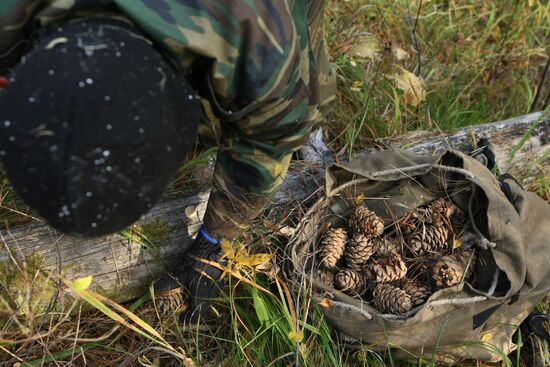 Collecting pine nuts, Altai Territory