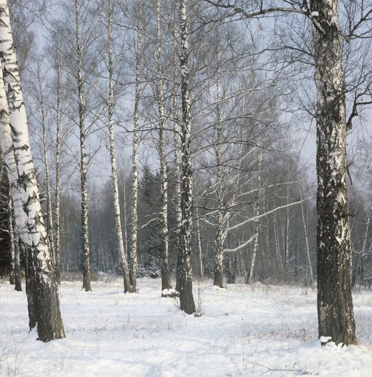 Winter landscape in Moscow Region