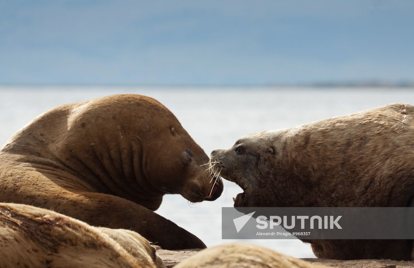 Steller sea lions haul out on a pier in Petropavlovsk-Kamchatsky