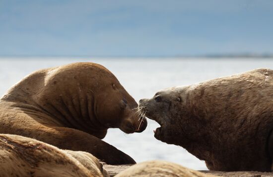 Steller sea lions haul out on a pier in Petropavlovsk-Kamchatsky