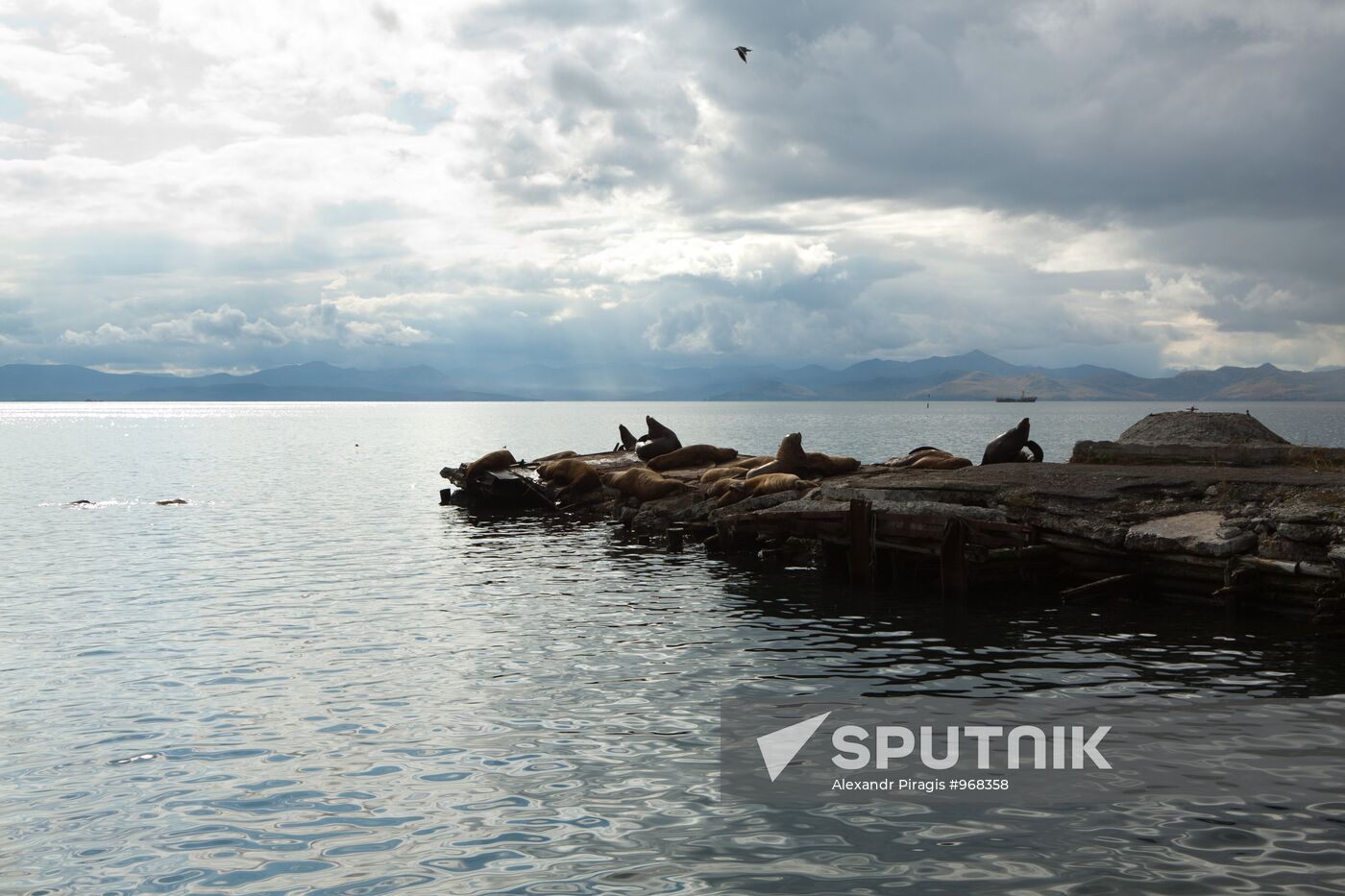 Steller sea lions haul out on a pier in Petropavlovsk-Kamchatsky