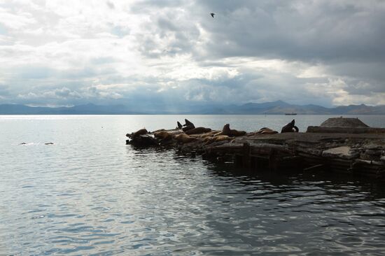Steller sea lions haul out on a pier in Petropavlovsk-Kamchatsky