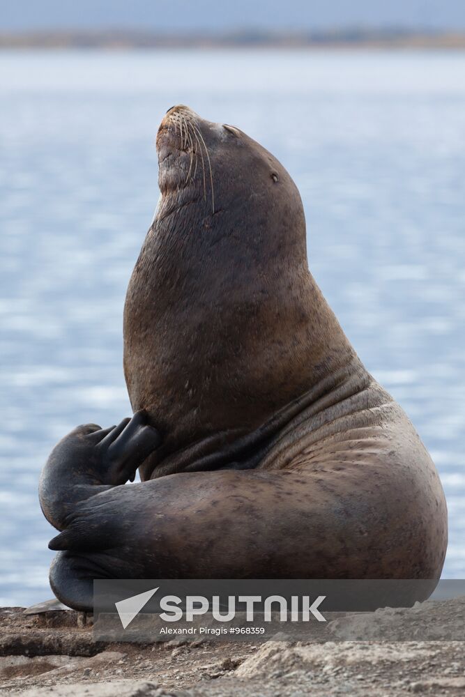 Steller sea lions haul out on a pier in Petropavlovsk-Kamchatsky