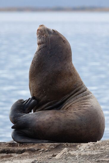 Steller sea lions haul out on a pier in Petropavlovsk-Kamchatsky