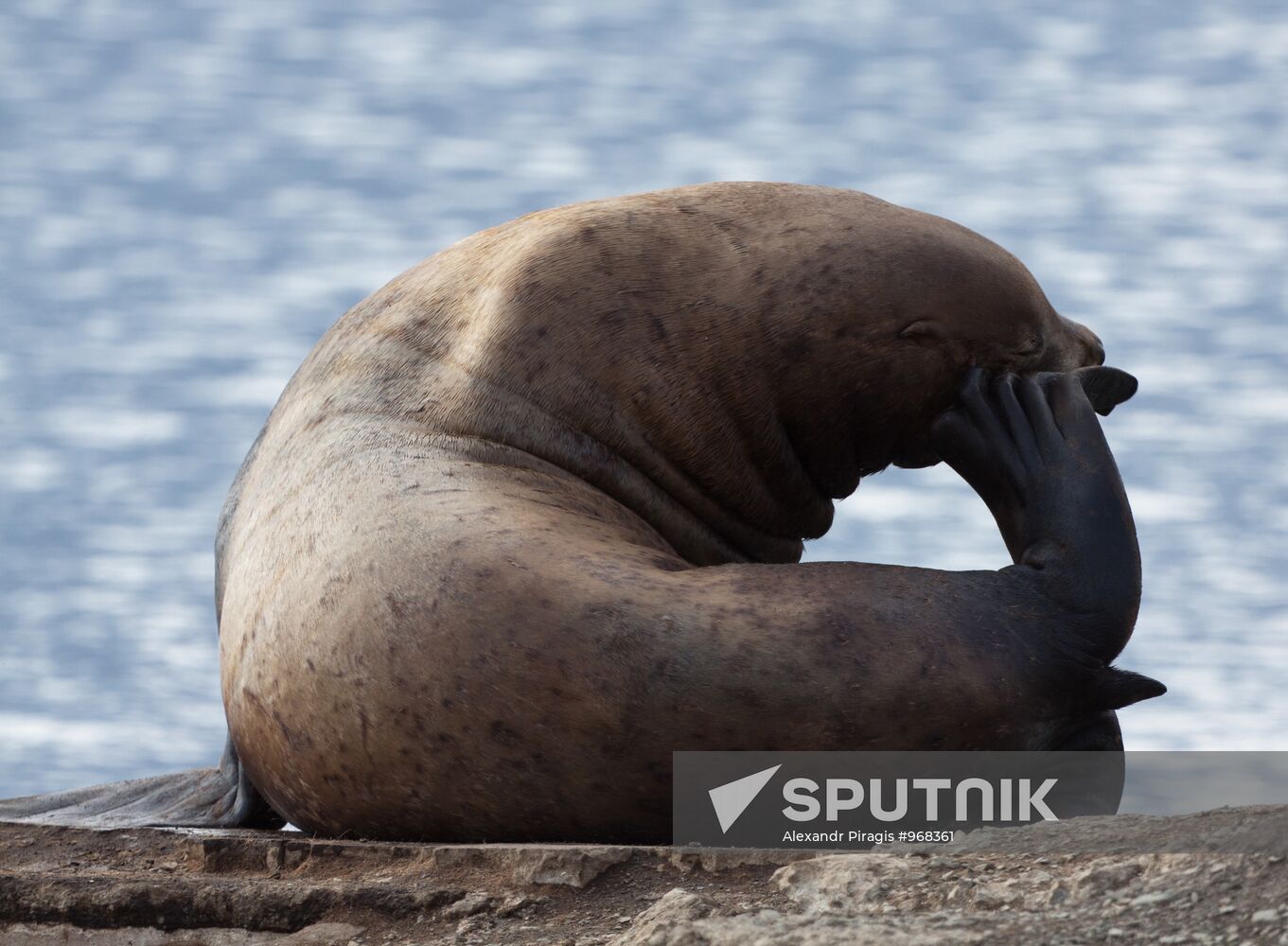 Steller sea lions haul out on a pier in Petropavlovsk-Kamchatsky