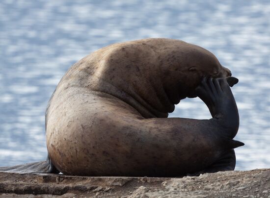 Steller sea lions haul out on a pier in Petropavlovsk-Kamchatsky