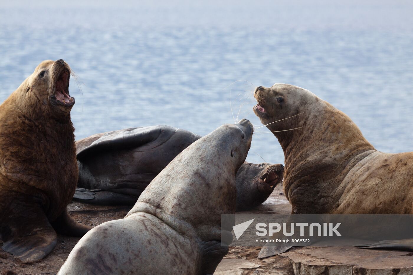 Steller sea lions haul out on a pier in Petropavlovsk-Kamchatsky